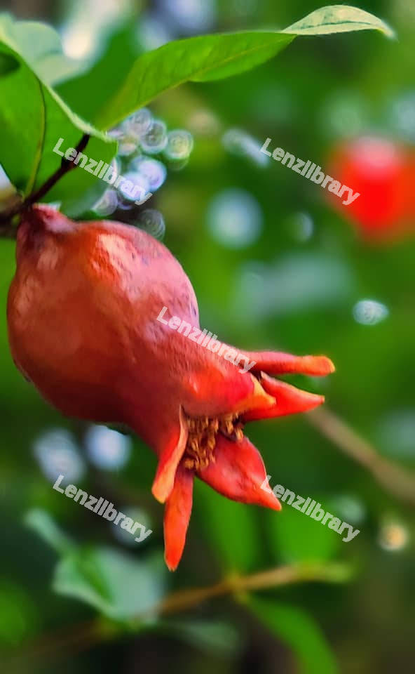 Pomegranate Fruit